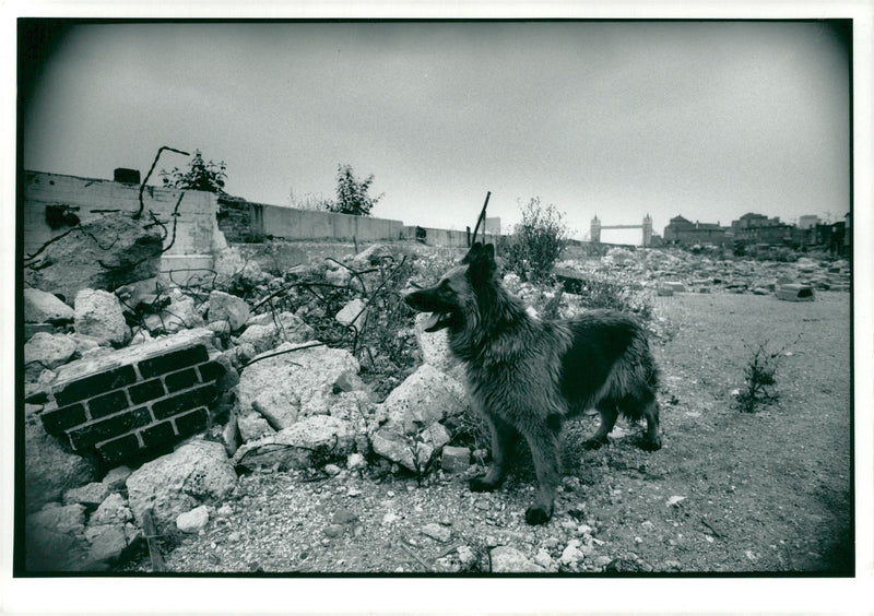 Dog. - Vintage Photograph