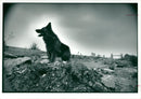 The problem of stray dogs which critics say the governments. - Vintage Photograph