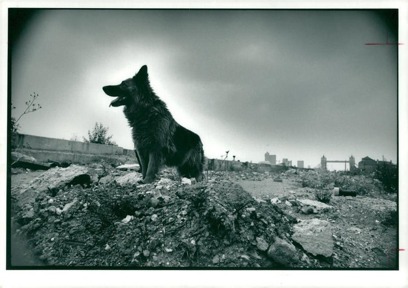 The problem of stray dogs which critics say the governments. - Vintage Photograph