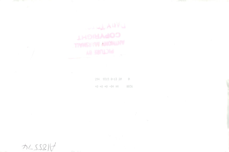 Dog general. - Vintage Photograph