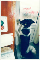 Dog general. - Vintage Photograph