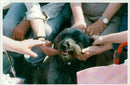 Dog Scruff a mongrel dog and her owner maurren. - Vintage Photograph