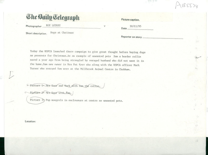 Dogs at christmas. - Vintage Photograph