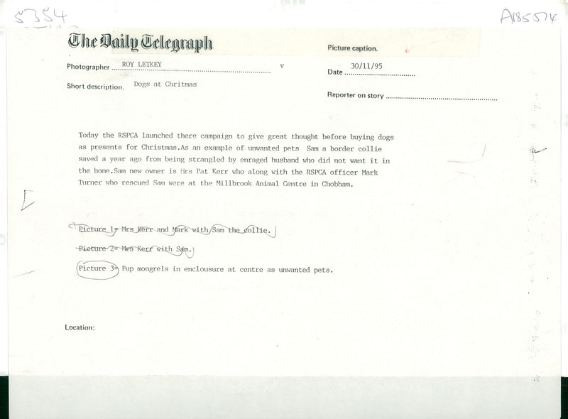 Dogs at christmas. - Vintage Photograph