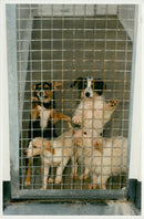 Dogs at christmas. - Vintage Photograph