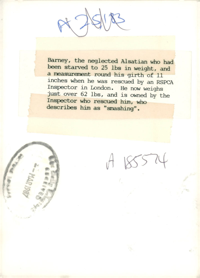 Dog barny. - Vintage Photograph