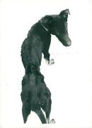 Dog barny. - Vintage Photograph