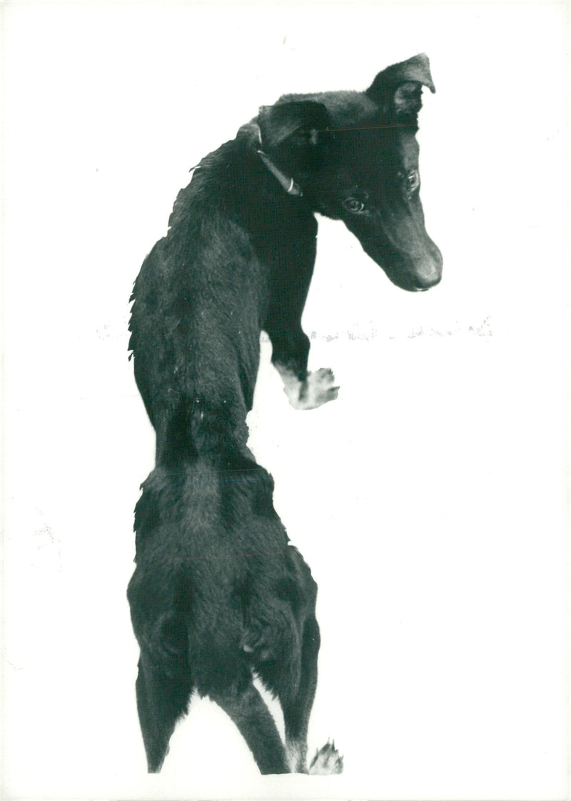 Dog barny. - Vintage Photograph
