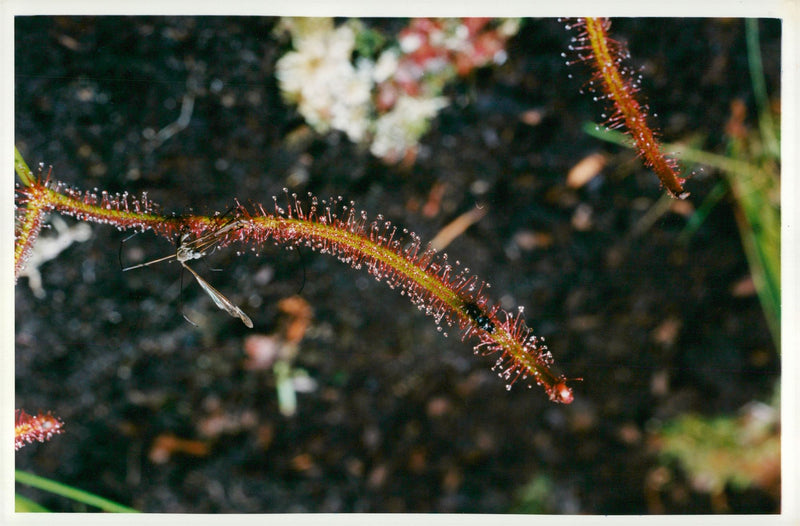 Flowers - Vintage Photograph