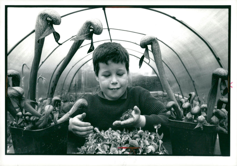 Flowers - Vintage Photograph