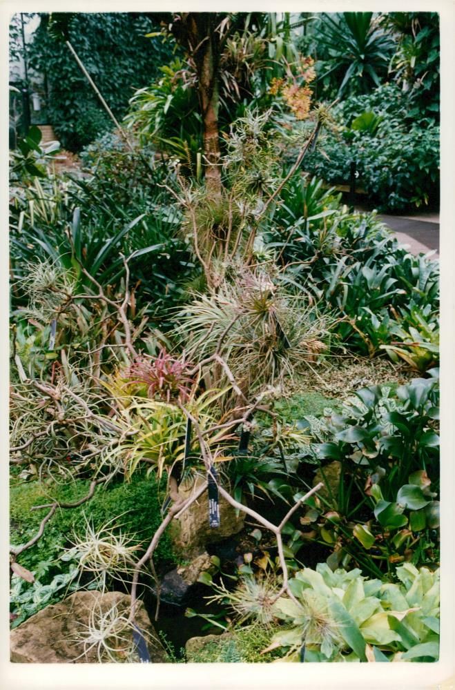 Flowers - Vintage Photograph