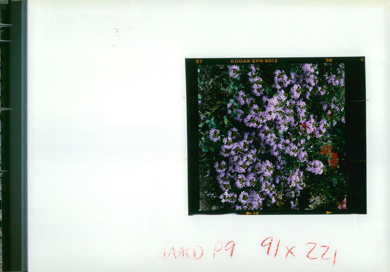 Flower Scaevola Aemula - Vintage Photograph