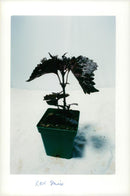 Flower Red shiso - Vintage Photograph