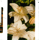 Lilium 'Mount Blanc' - Vintage Photograph