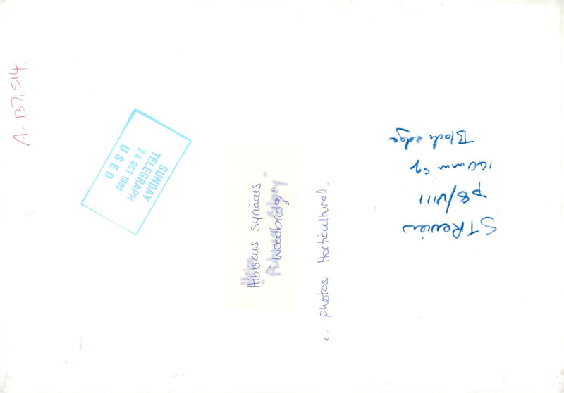 Woodbridge - Vintage Photograph