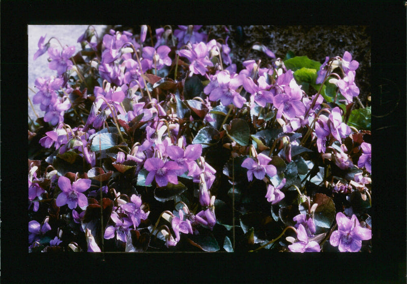 Flower Show - Vintage Photograph