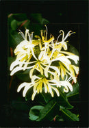 Flower Show - Vintage Photograph