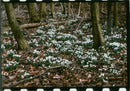 Snowdrop. - Vintage Photograph