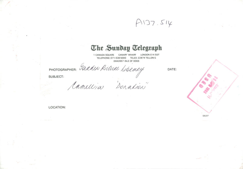 Camellia Donation. - Vintage Photograph