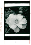 Camellia Donation. - Vintage Photograph