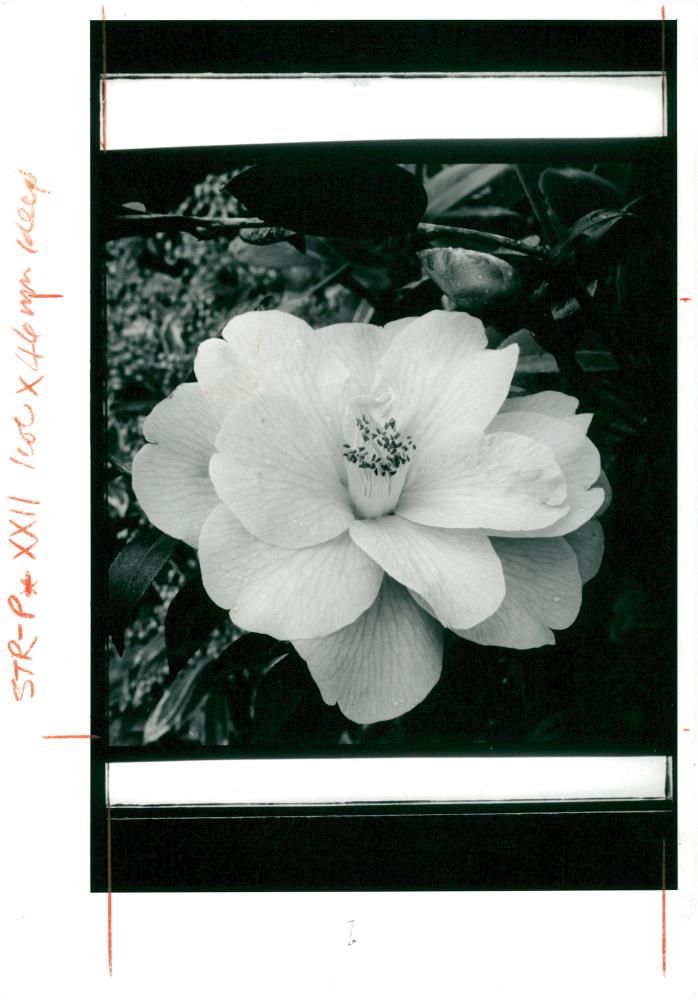 Camellia Donation. - Vintage Photograph