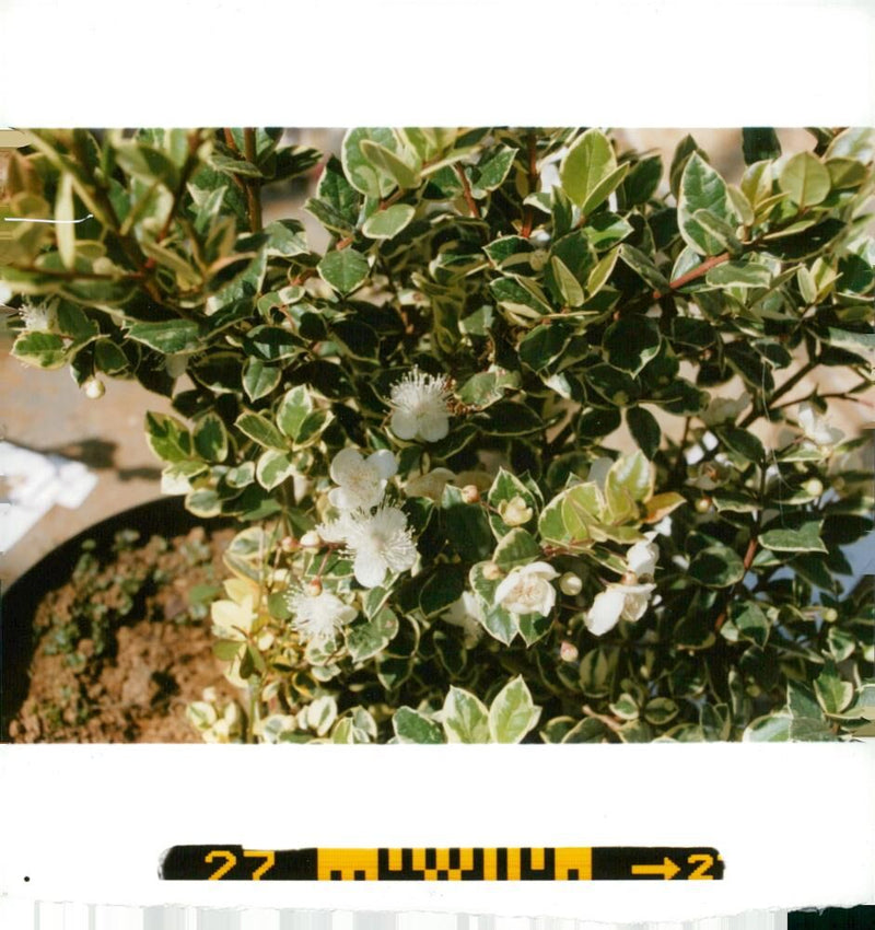 Myrtus Apiculata. - Vintage Photograph