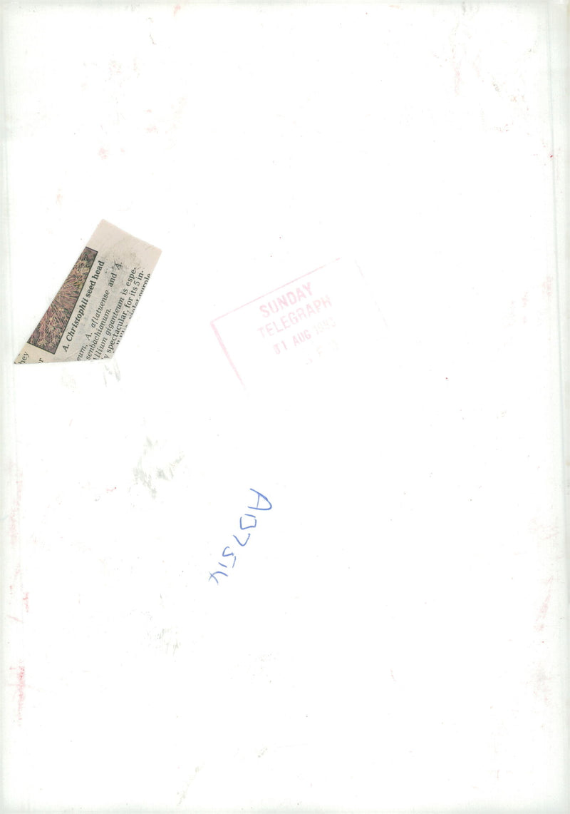 Christophii Seed Head. - Vintage Photograph