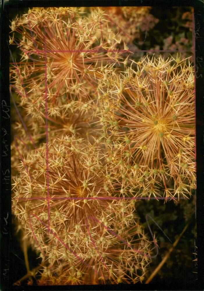 Christophii Seed Head. - Vintage Photograph