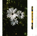 African daisies. - Vintage Photograph