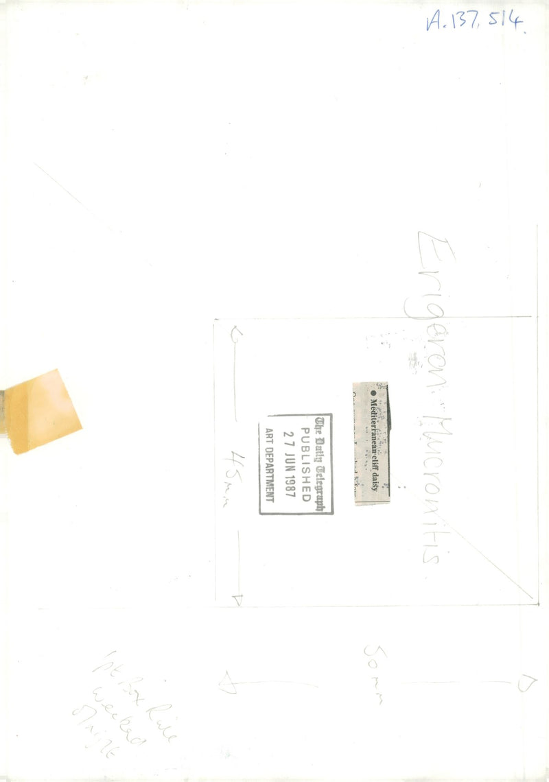 Fleabane. - Vintage Photograph