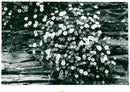 Fleabane. - Vintage Photograph