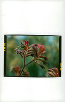 Kangaroo paw. - Vintage Photograph