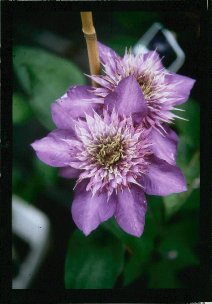 Multi Blue. - Vintage Photograph