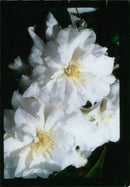 Double Clematis. - Vintage Photograph