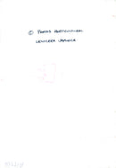 Japanese honeysuckle. - Vintage Photograph