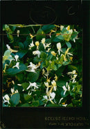 Japanese honeysuckle. - Vintage Photograph