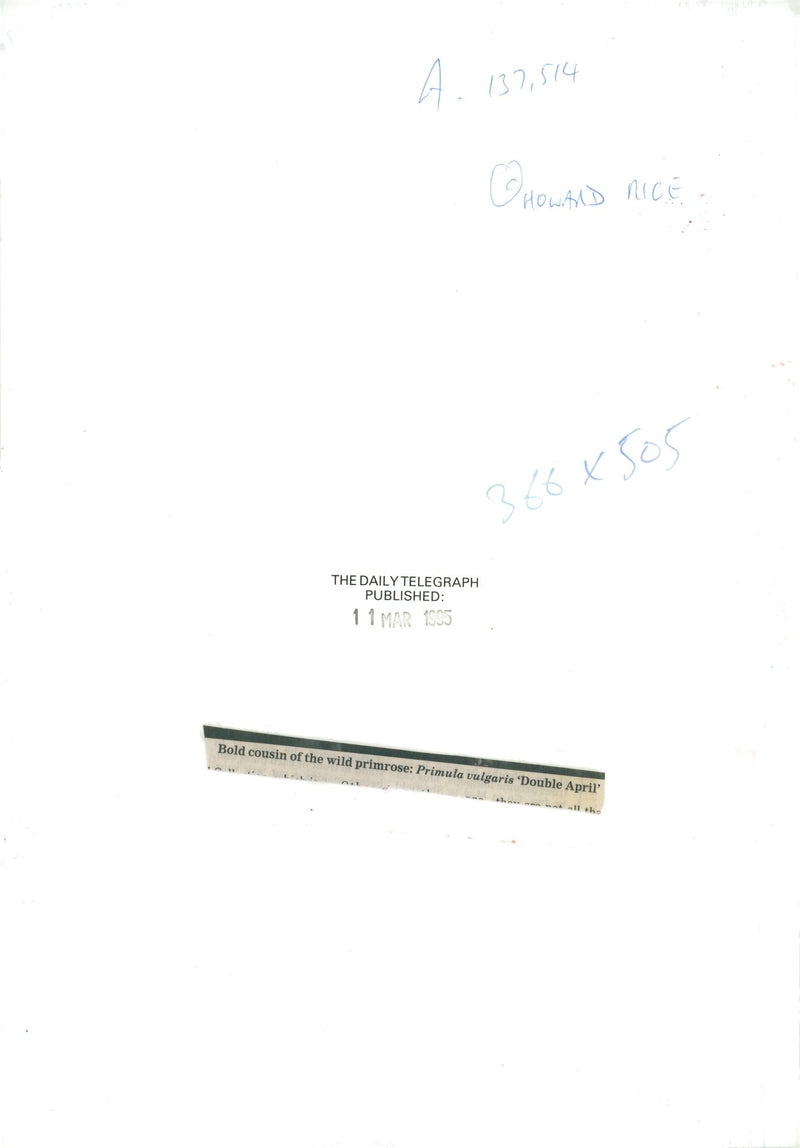 Primrose. - Vintage Photograph