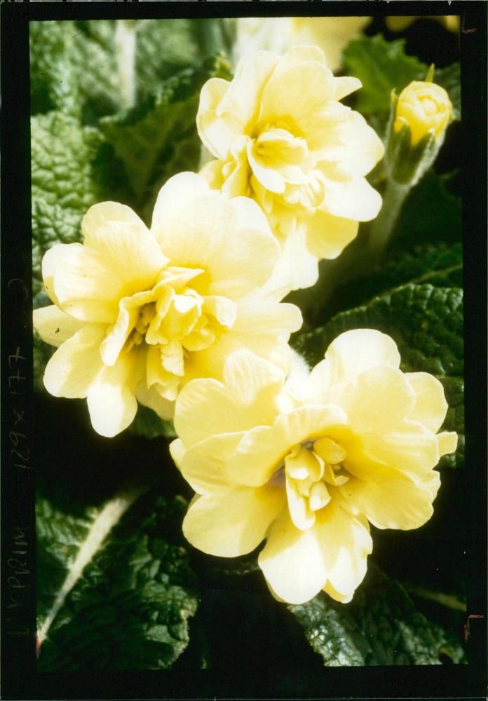 Primrose. - Vintage Photograph
