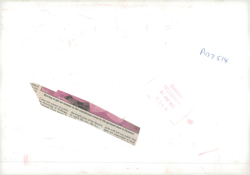 Naked ladies. - Vintage Photograph