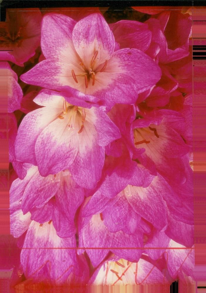 Naked ladies. - Vintage Photograph