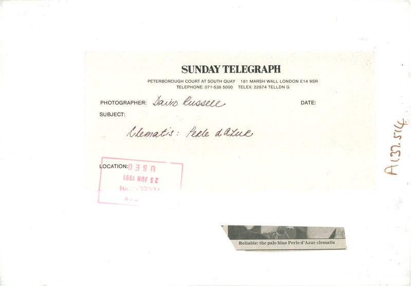 the pale blue perle d'Azur Clematis. - Vintage Photograph