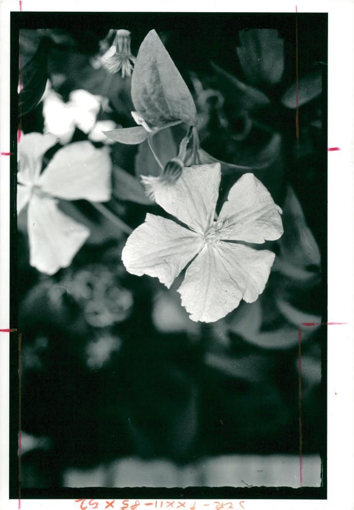 the pale blue perle d'Azur Clematis. - Vintage Photograph