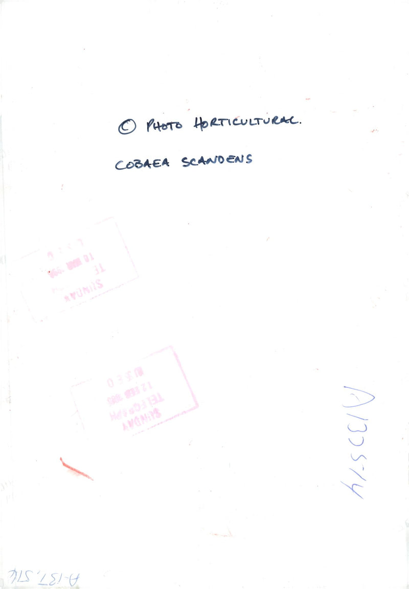 Cobaea Scandens. - Vintage Photograph