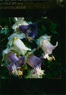 Cobaea Scandens. - Vintage Photograph