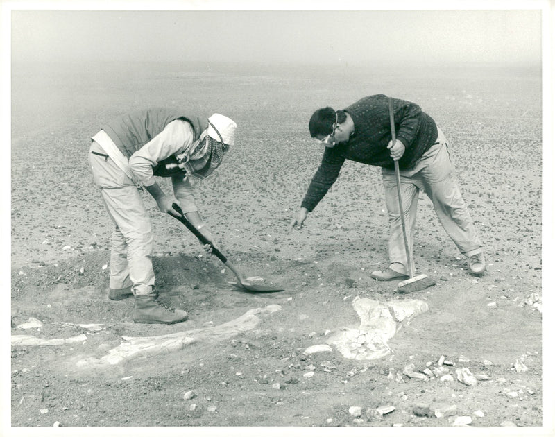 Fossils expedition to the Sahara Desert - Vintage Photograph