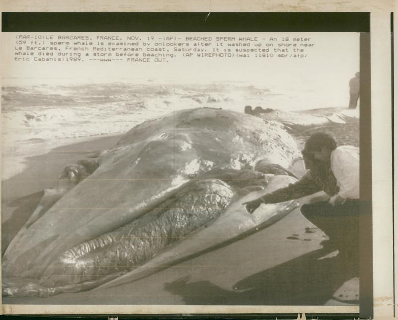 Animal rescue whales. - Vintage Photograph