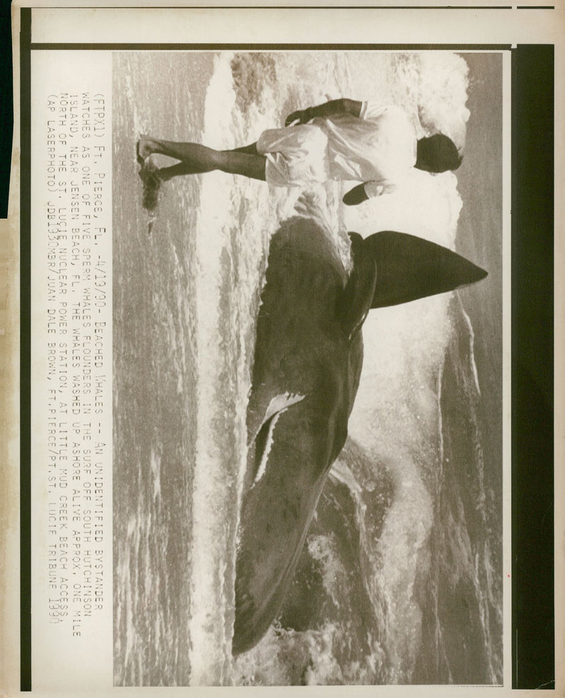 Animal kiler whales. - Vintage Photograph