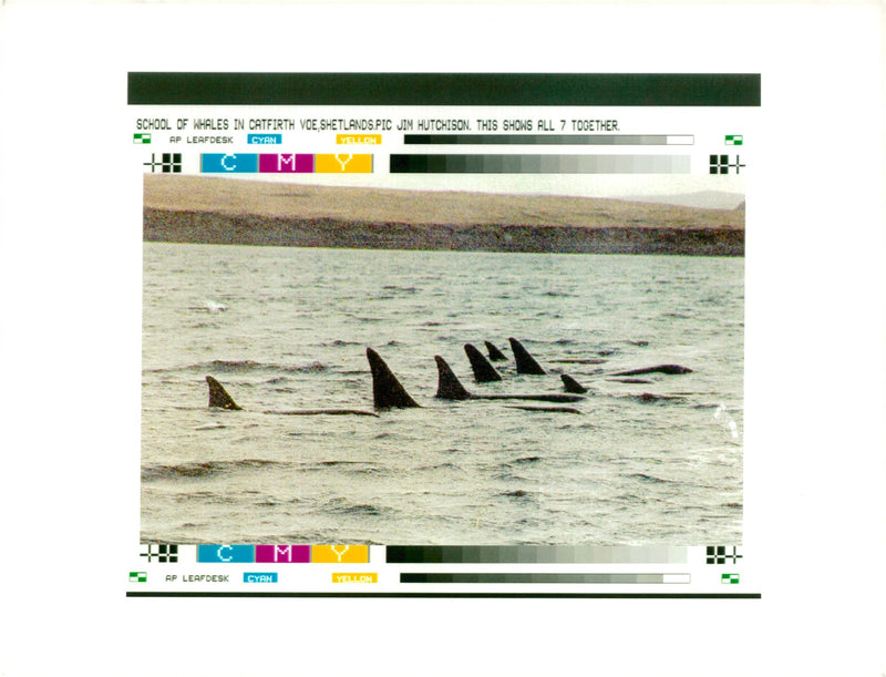 Animal whales. - Vintage Photograph