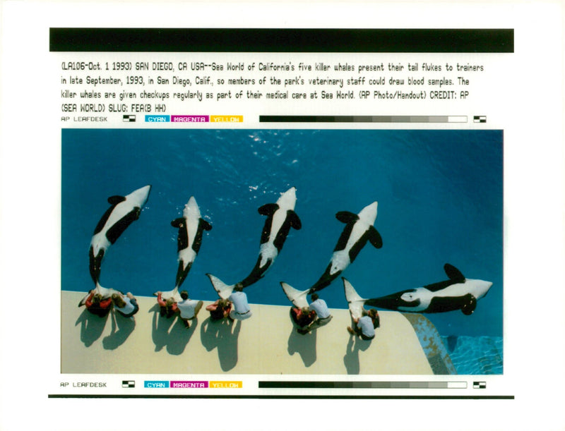 Animal killer whales. - Vintage Photograph