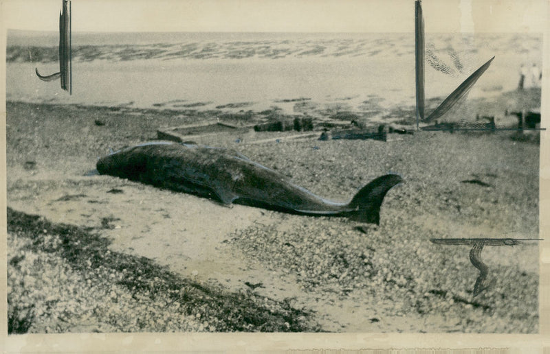 Animal whales. - Vintage Photograph